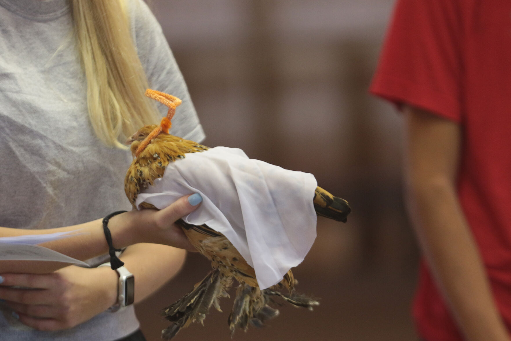 PHOTO: Chicken Show 2020